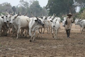 FG Set to Establish Cattle Breeding Centres Nationwide