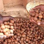 File photo of raw shea nuts