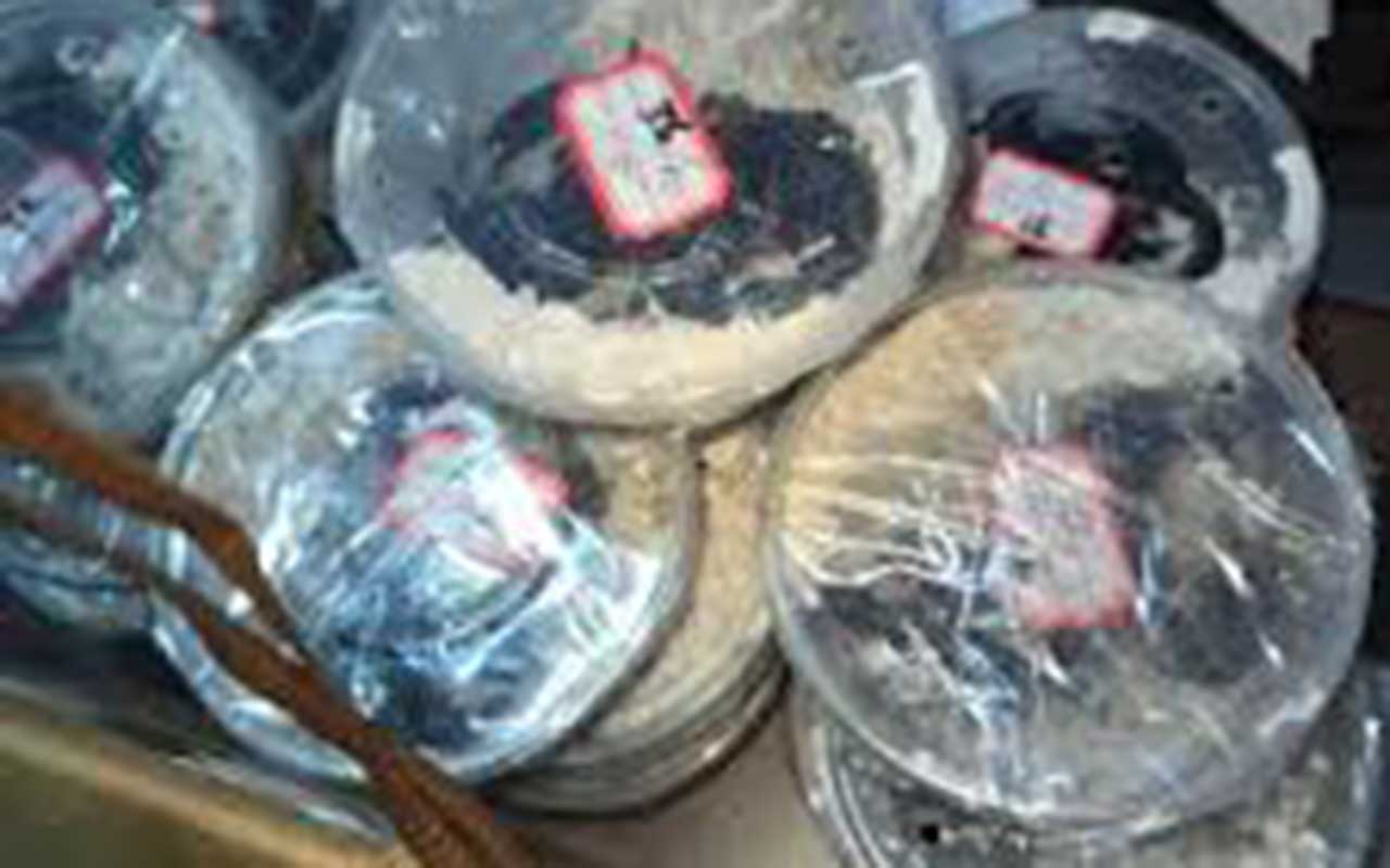 Customs Foils Smuggling of 340 Live Snakes, 17 Scorpions in Lagos